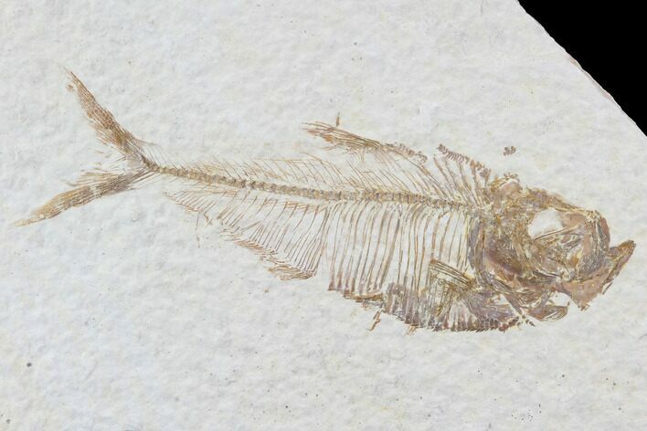 Diplomystus Fossil Fish - Wyoming #93992